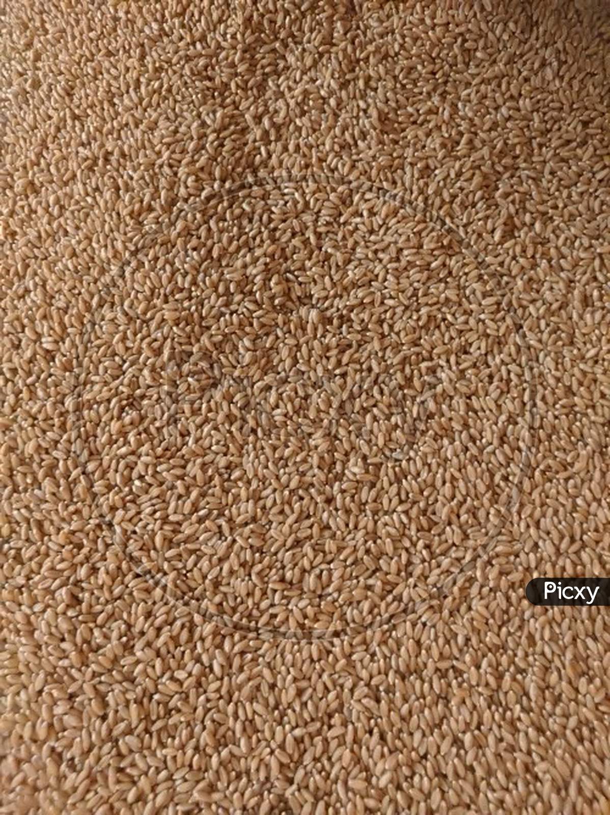 Wheat Grain Frame