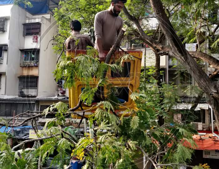 Mumbai, India, October 24, 2020. Professionals at dangerous work, trimming a large tree by use of a telescopic platform truck and wood shredder machine