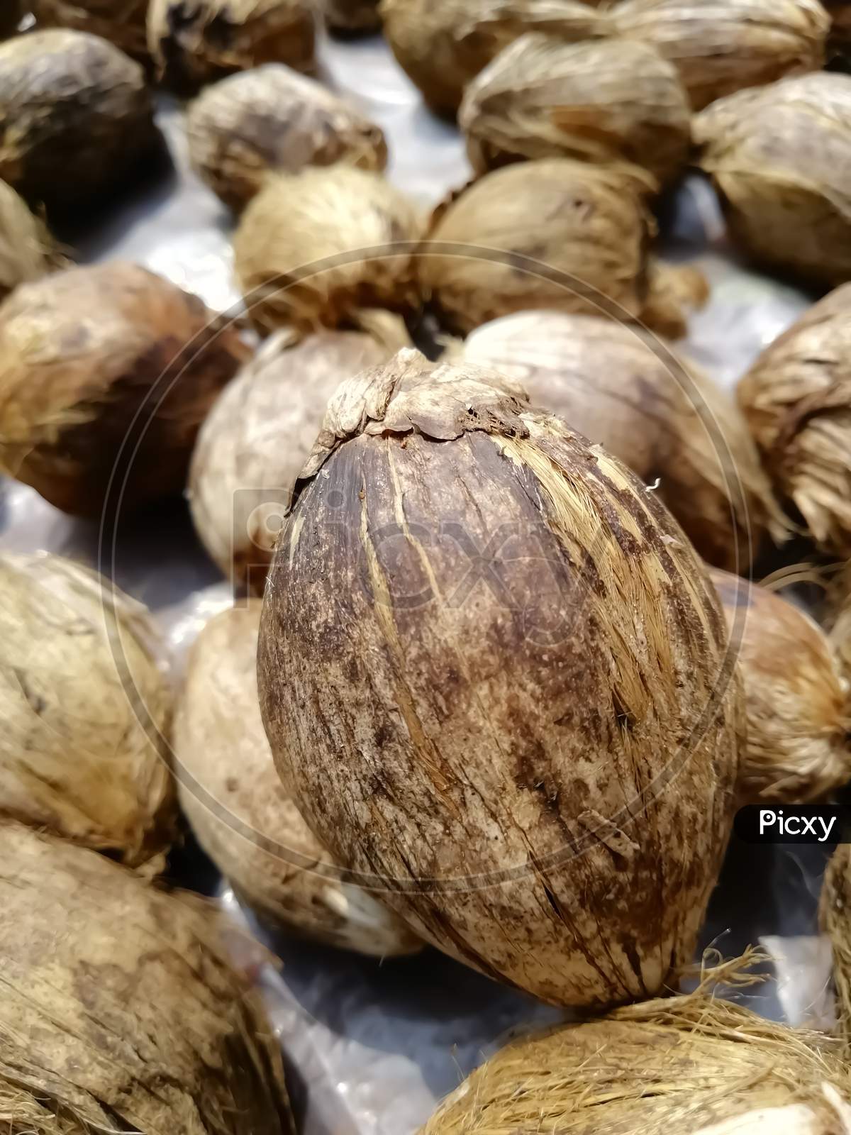 Selective Focus On A Nut (Areca Nut) Closeup View