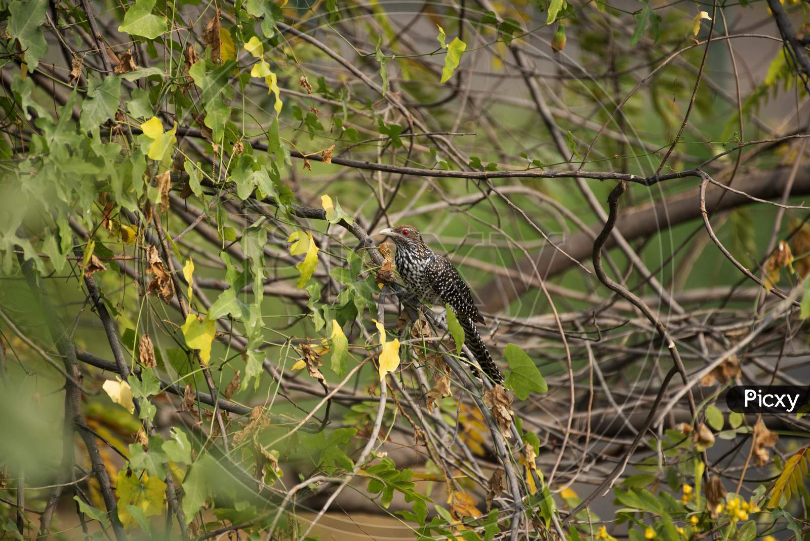 Asian Koel (female)