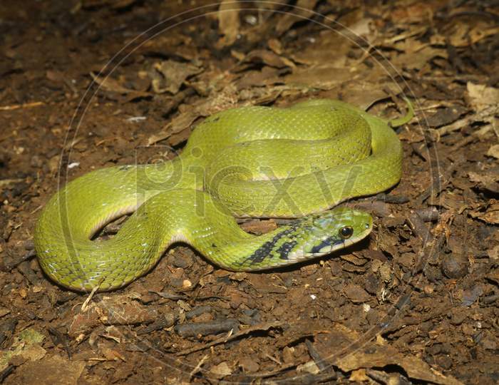 Green Keelback Snake