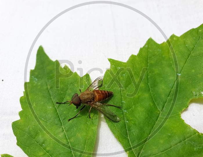 Insect Photography - Macro shot of a horse fly (tabanus bovinus) on green leaf, Insect isolated, Photo of horse-fly on leaf