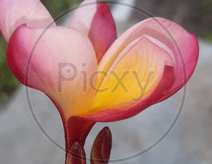 Plumeria rubra flower in blurred background
