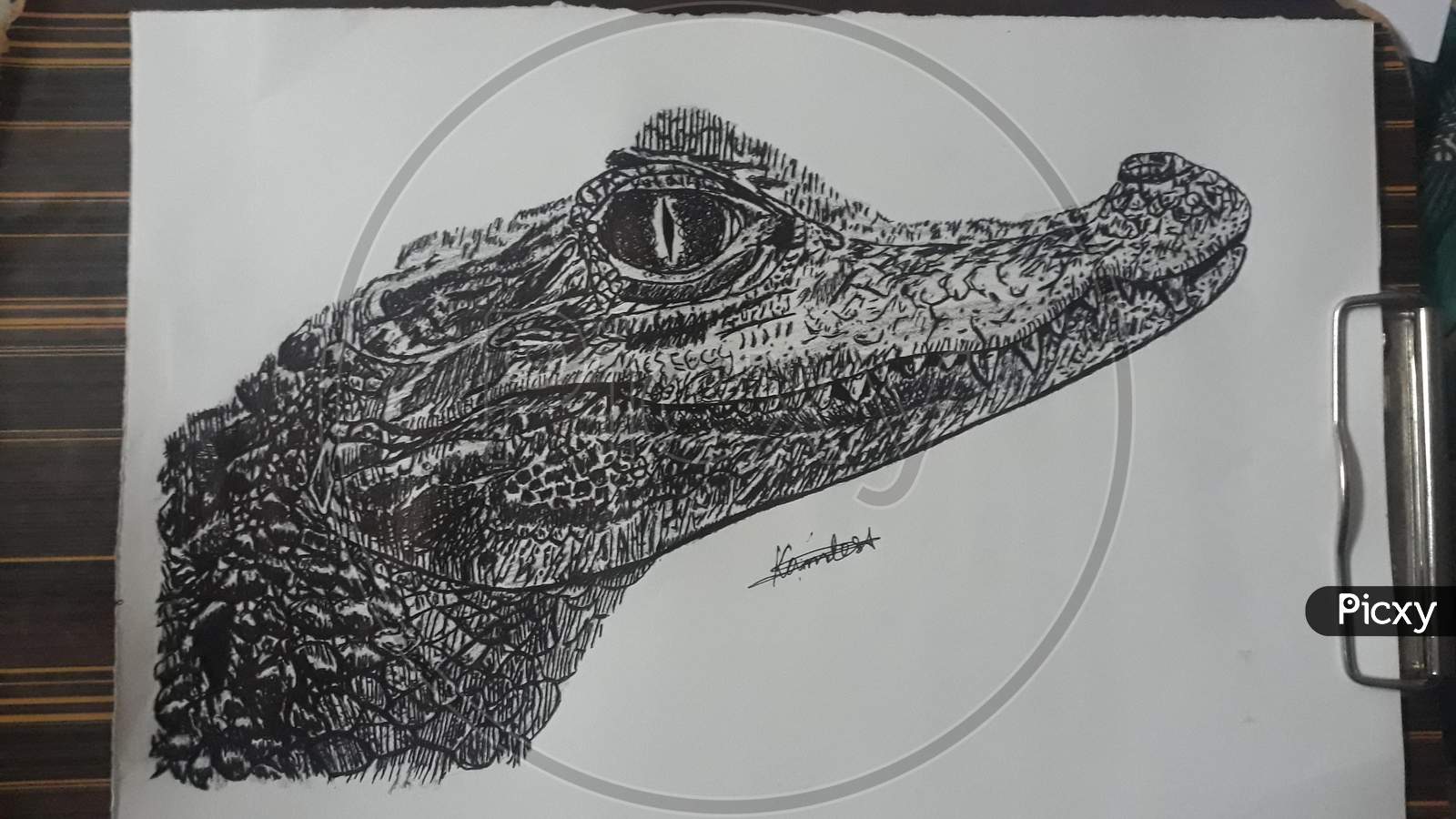 Learn How to Draw a Crocodile (Zoo Animals) Step by Step : Drawing Tutorials