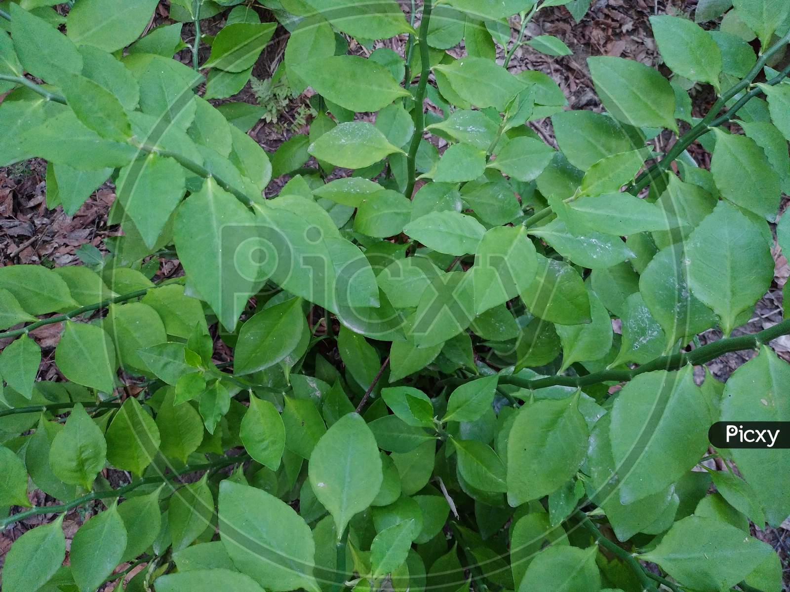 Green plant image