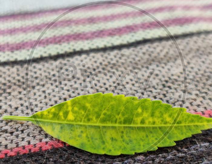 Alone leaf