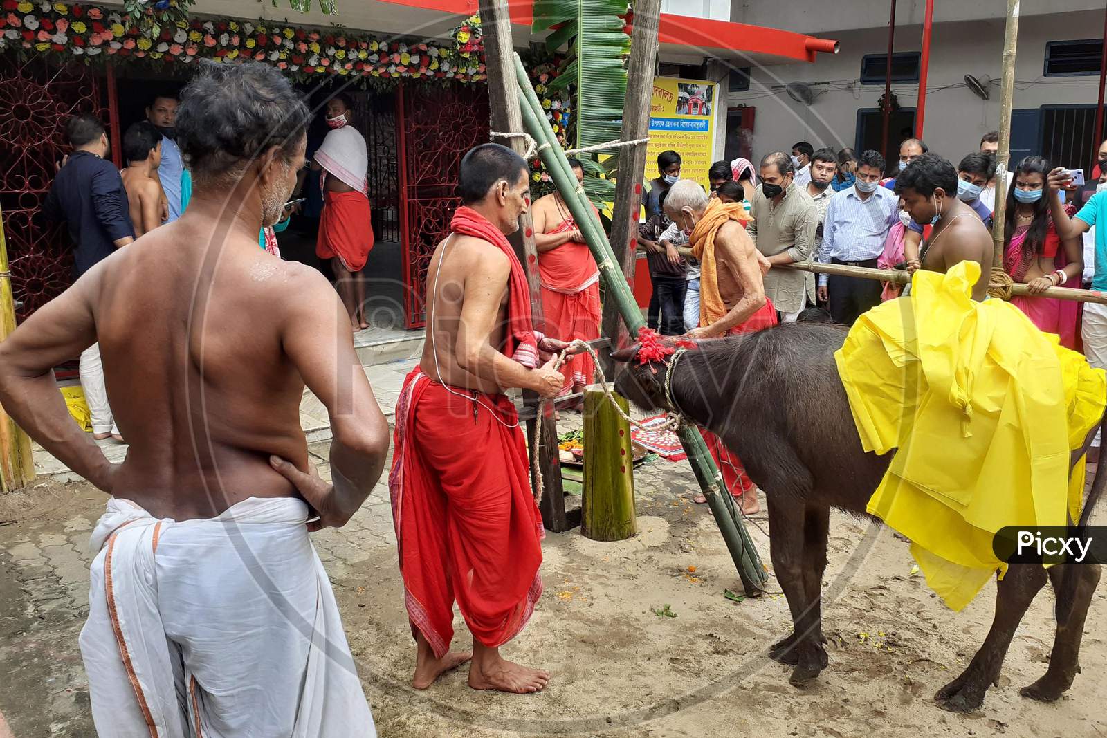 Hindu devotees prepare to sacrifice a buffalo as part of a ritual during the Durga Puja festival at a temple in Guwahati on oct 25,2020.