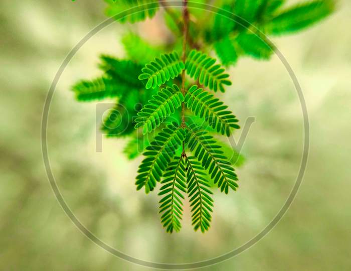 Green leaf pkg