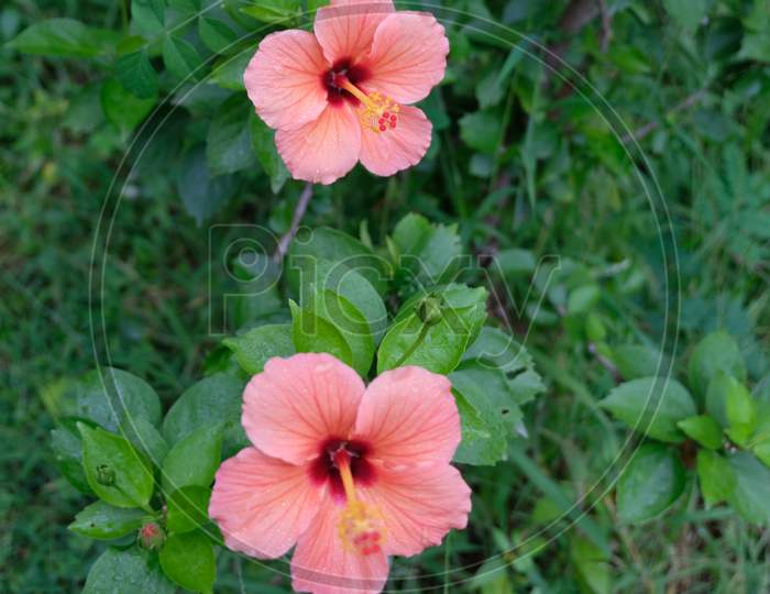 A pair of fully bloomed orange hibiscus flower.