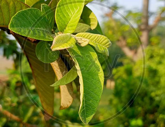 Green guava leaves