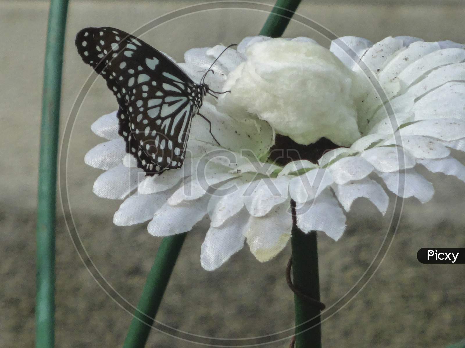 Butterfly feeding on artificial nectar on white flower