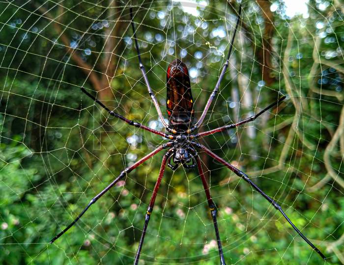 A red legged spider hanging on the Web.