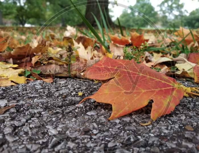 Autumn Maple Leaf On The  Road