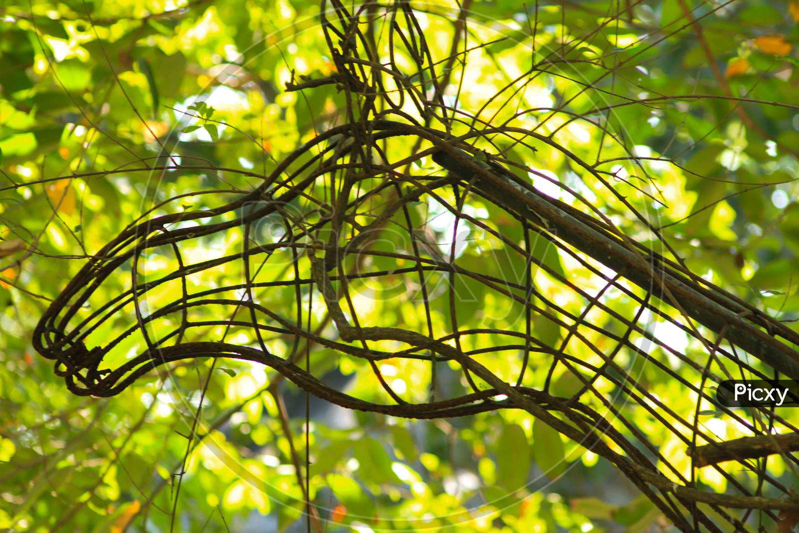 Tree Branches In Tropical Forest.Blur Background Photo