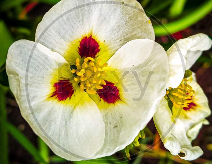 Sagittaria Montevidensis Flower Image