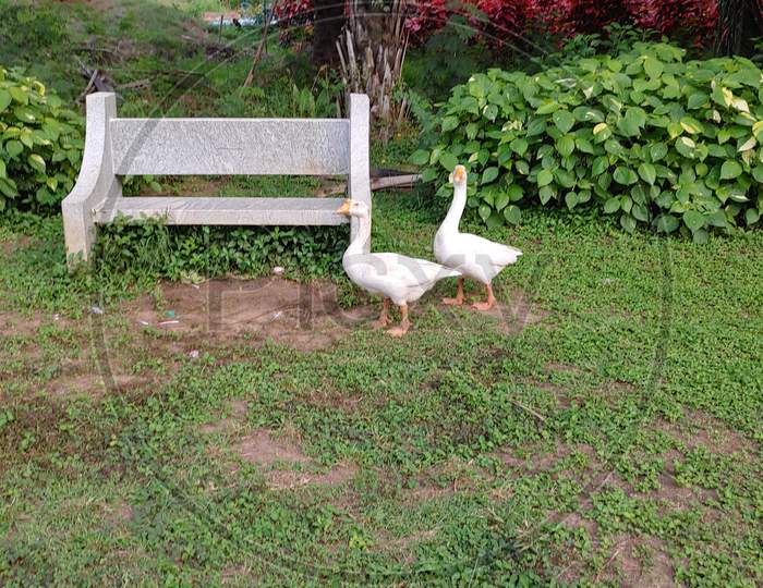 Mobile photography, Ducks , Ujwala Park, Karimnagar