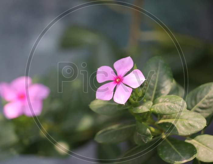 Light Pink Flower in Daylight