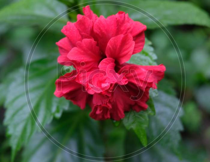 Red bushy hibiscus flower with leaves.