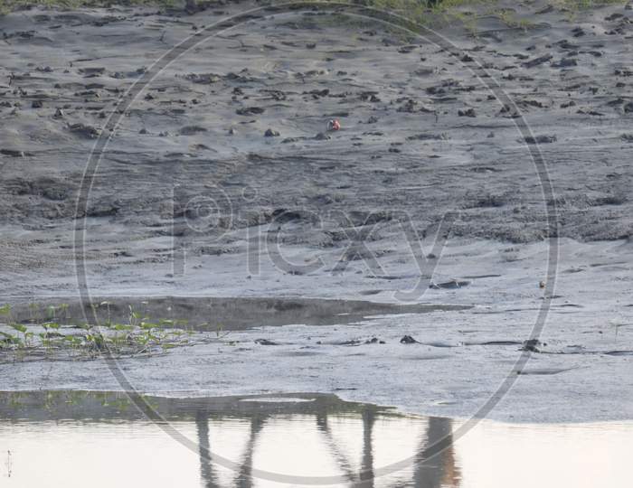 The Cow and reflecting image on the water, Stock  image