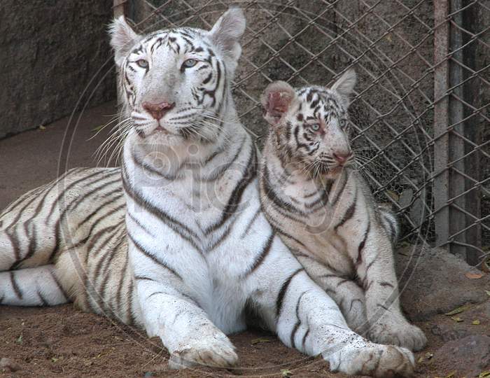 White Tigers In Hyderabad Zoo