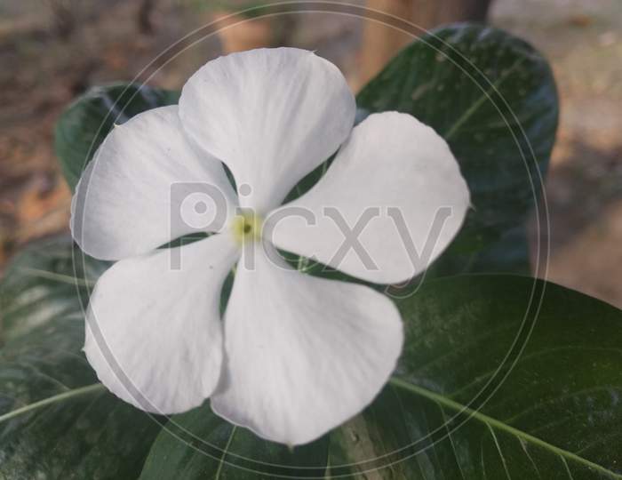 White flower plant beautiful