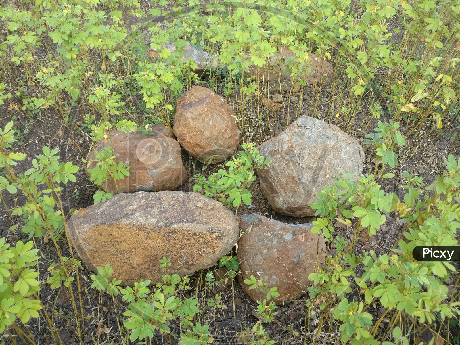 Stones grass green