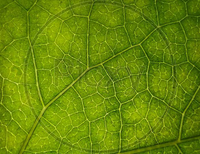 Macro close up leaf photo