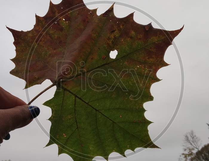 A single big maple leaf with beautiful lobes.