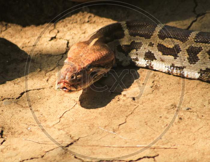 Portrait Of An Adult Reticulated Python , Close Up. Blur Background Photo