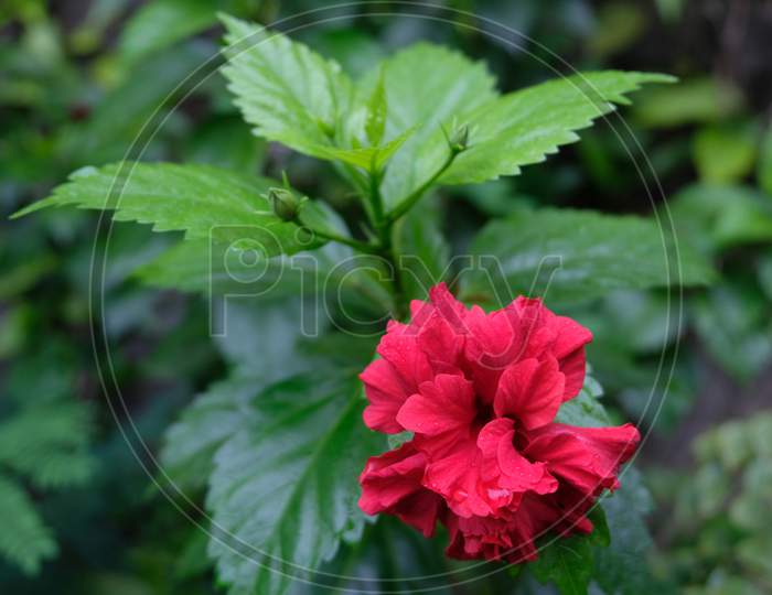Red hibiscus flower with budding leaves