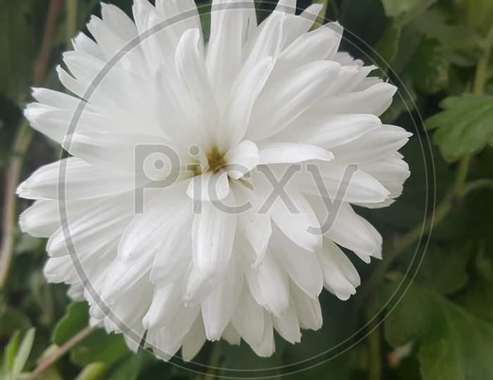 Close Up Of A Lovely Fresh White Flower With Purplish Petals