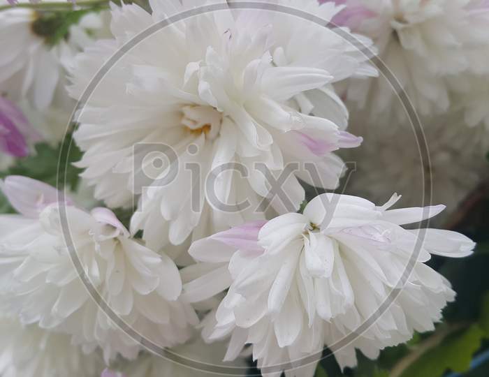 Close Up Of A Lovely Fresh White Flower With Purplish Petals