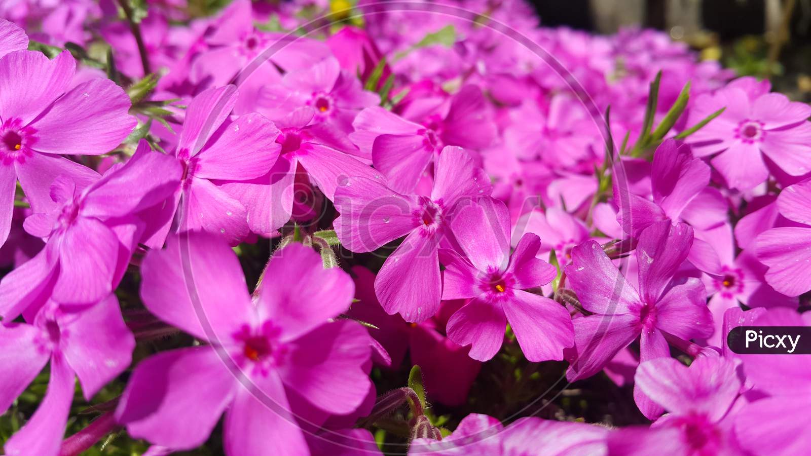 Close Up View Of Several Pink Flowers Under Sunlight With Pink Petals