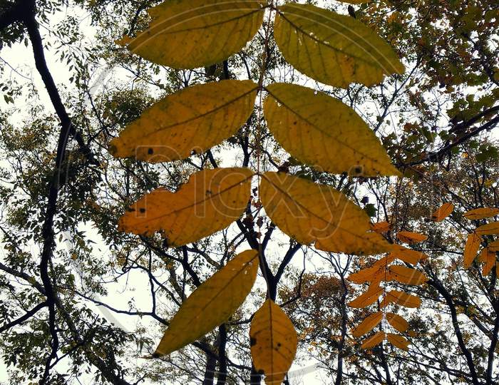 Autumn Ash leaf