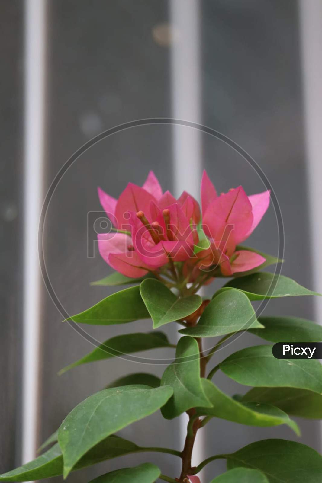 Beautiful Pink Flower (Bougainvillea)