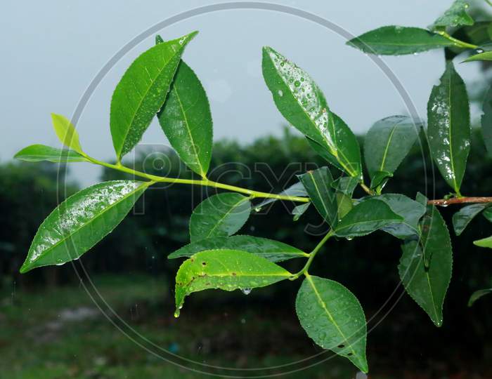 Tea leaf with rain