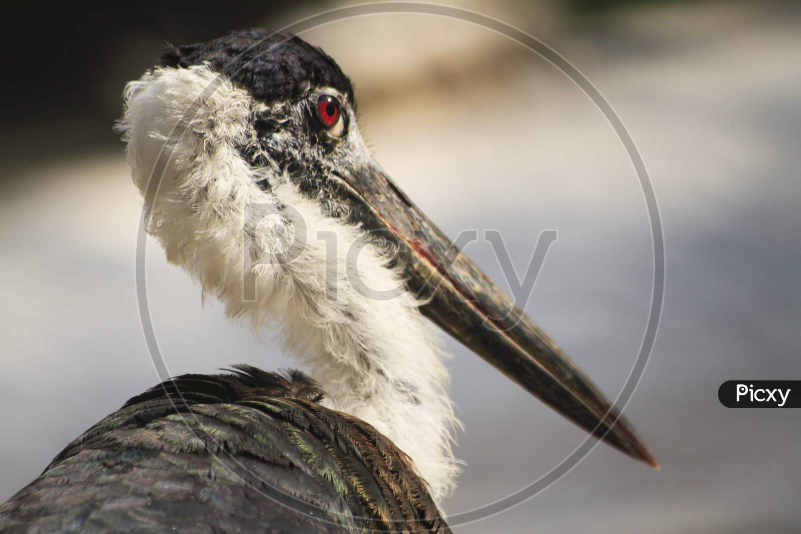 Head And Neck Portrait Of A Woolly Necked Stork Stock Photo