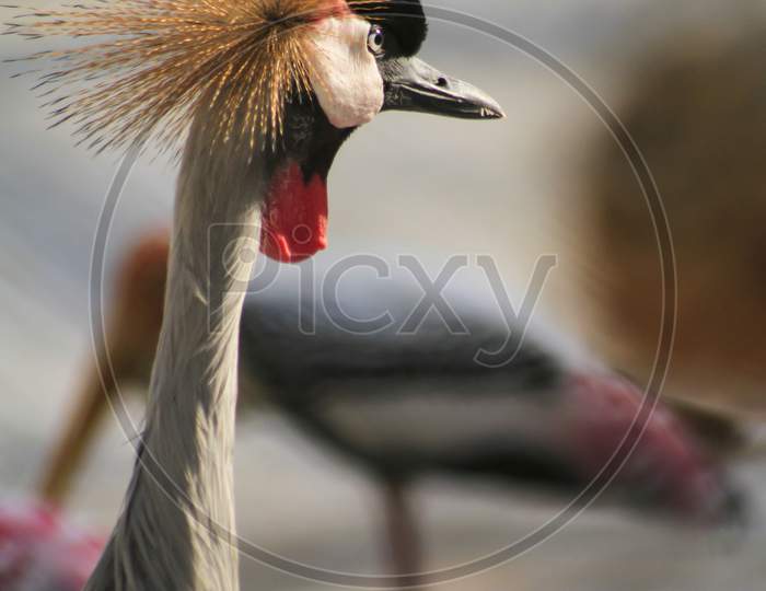National Bird Of Uganda Gray Crowned Crane , Close Up Of Head And Neck. Blur Background Photo