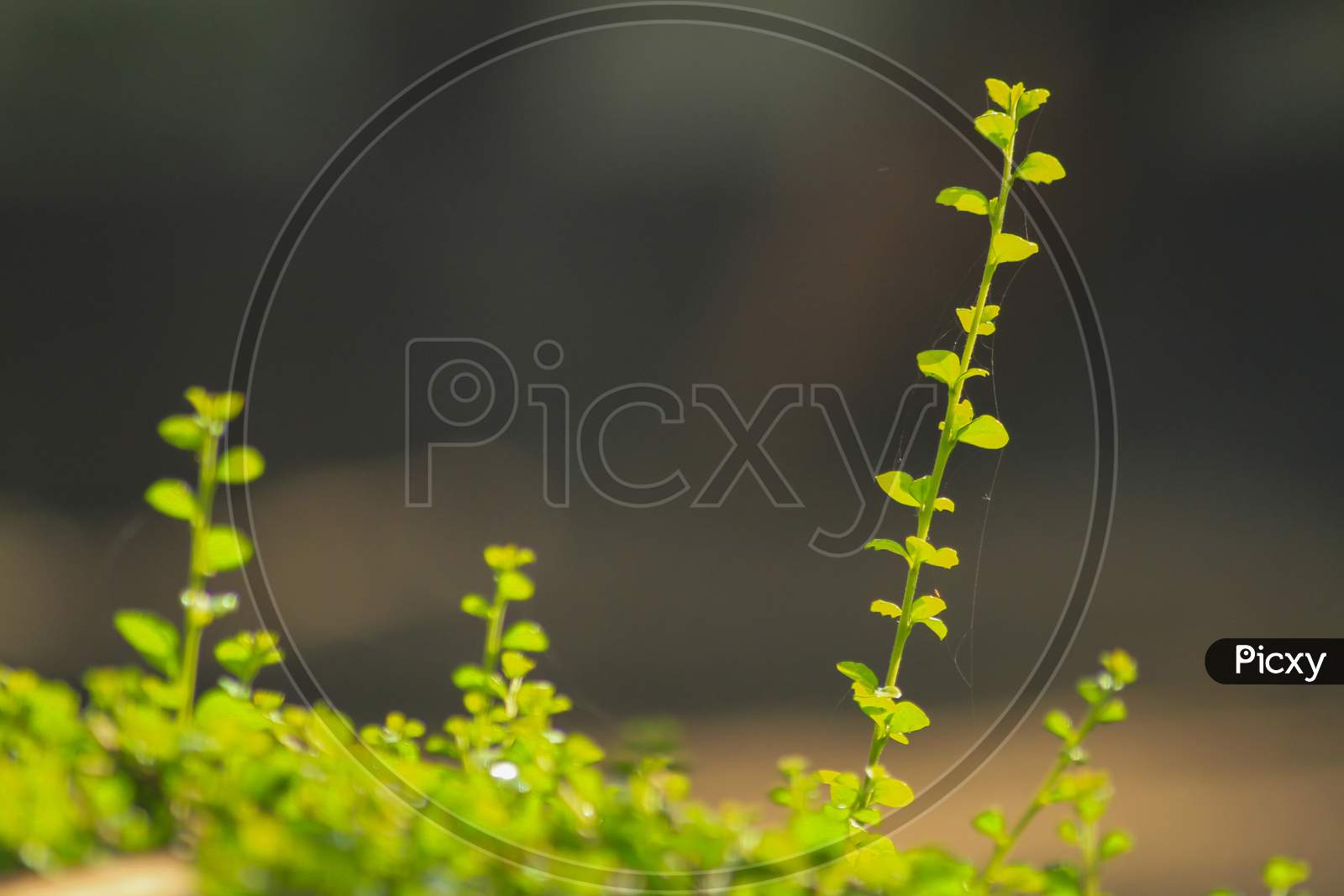 On Tree Branches In Tropical Forest.Blur Background Photo