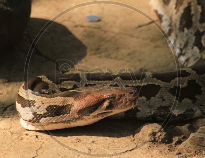 Portrait Of An Adult Reticulated Python , Close Up. Blur Background Photo