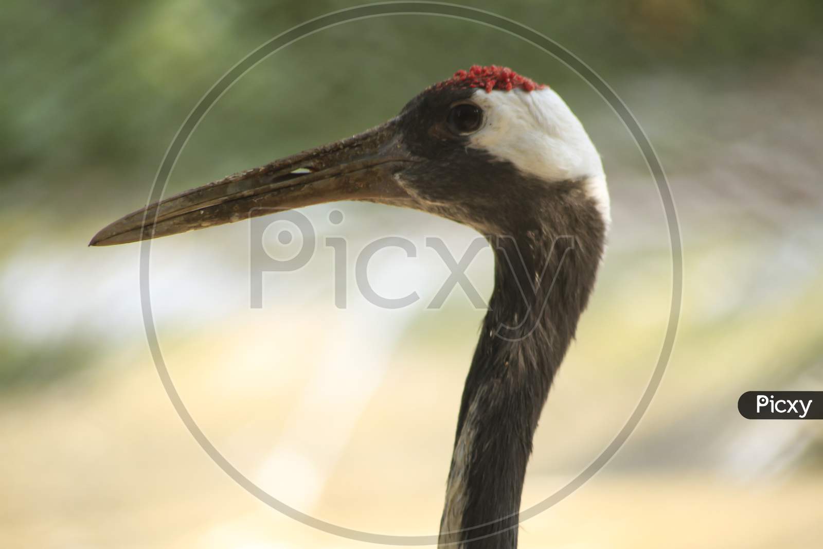 Close Up Head Shot Of A Common Crane (Grus Grus) In The Wild.Blur Background Photo