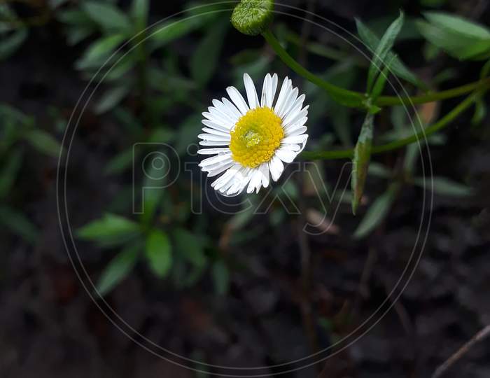 White Flower Alone in Rain , Cool