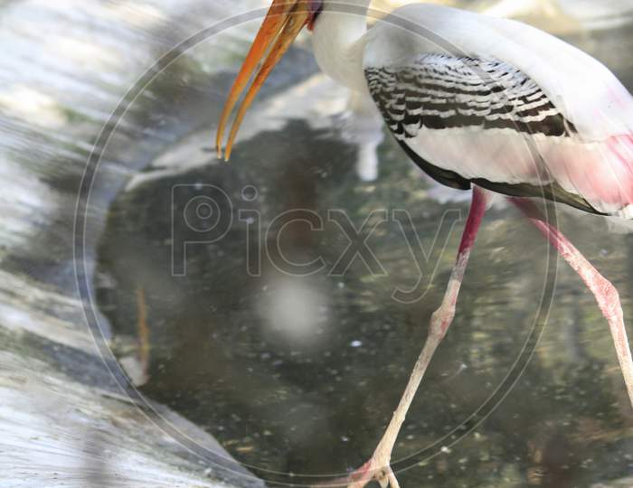Painted Stork Bird Feeding On Nature. Blur Background Photo