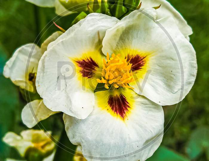Sagittaria Montevidensis Flower