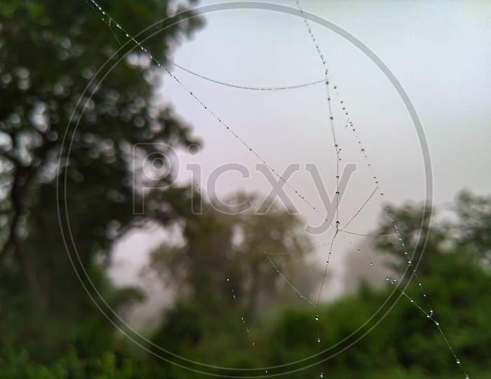 A little spider web, looks like a diamond chain.