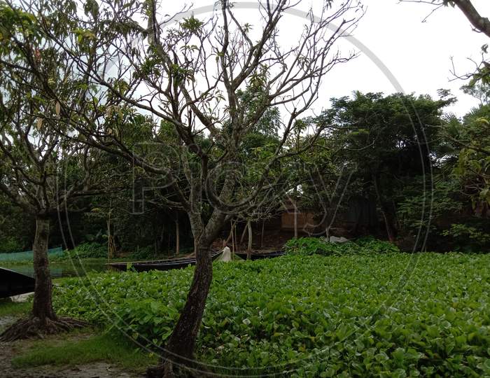 Tree Plant On Garden With Nature