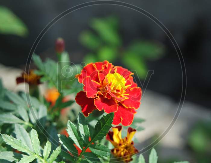 Dark Orange Marigold Flowers In Garden