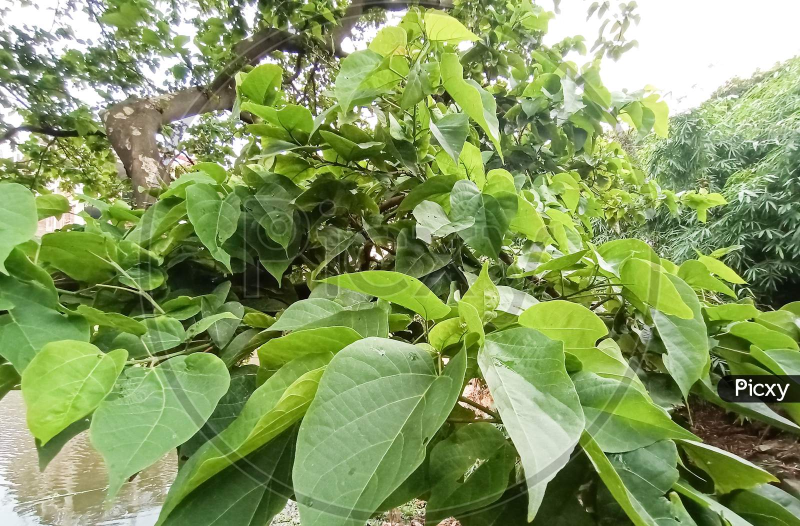 Tree Plant On Garden With Nature