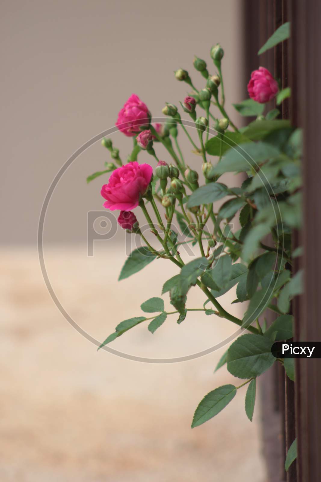Beautiful Dark Pink Rose Plant