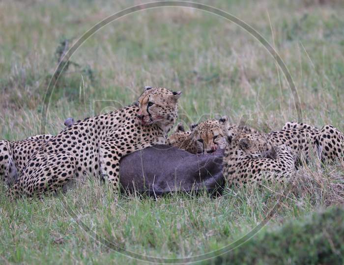 Five brothers of Masai Mara